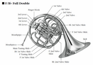 anatomy of the french horn