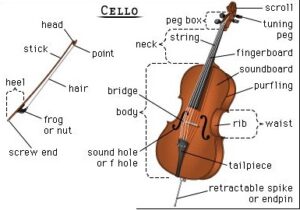 Anatomy of the Cello