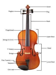 Anatomy of the Viola